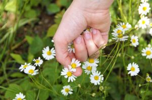 Léčivé účinky bylin, které rostou u nás